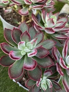 Echeveria succulente aux feuilles bordeaux et vertes en rosette, plante grasse disponible à la serre