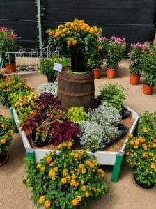 Composition végétale colorée avec fleurs orange, feuillages décoratifs et tonneau en bois dans une serre horticole