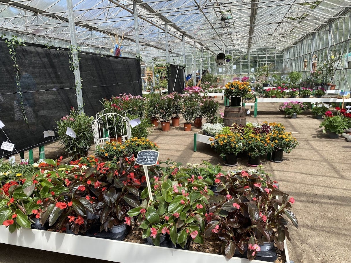 Serre de claire avec toutes les petites plantes à fleurs
