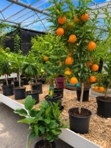 Oranger en pot chargé d’oranges mûres présenté dans une serre avec agrumes et plantes vertes