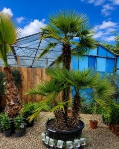 Grand palmier exotique en pot présenté dans une serre avec ciel bleu et ambiance tropicale