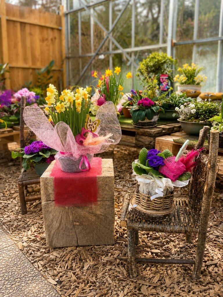 Composition de fleurs printanières dans une serre avec jonquilles et décoration rustique