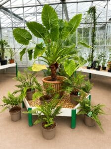 plante tropicale dans une serre