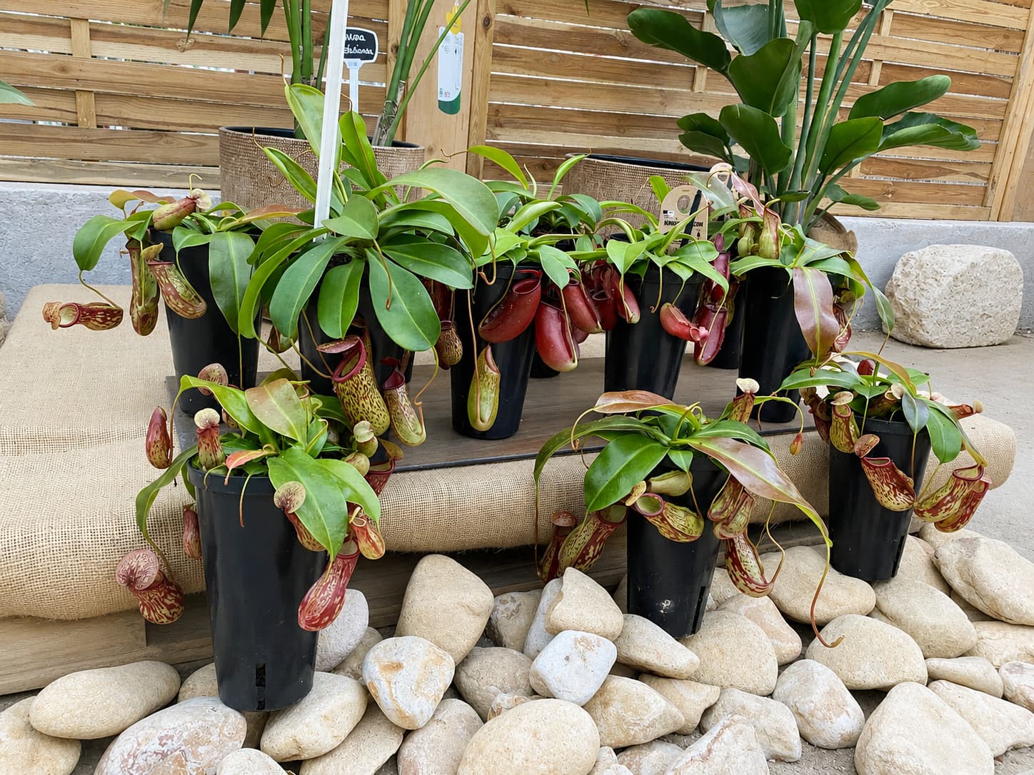 Collection de plantes carnivores Nepenthes en pots noirs disposées sur des galets blancs dans une serre