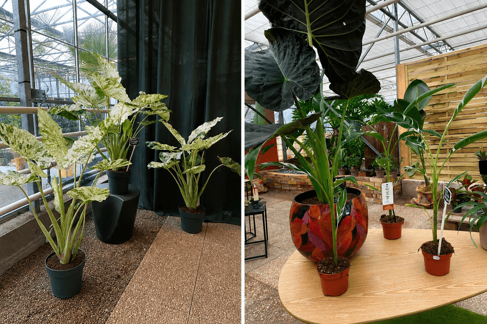 Composition de plantes tropicales rares en serre avec Alocasia panachées et grandes feuilles décoratives dans une ambiance végétale lumineuse.