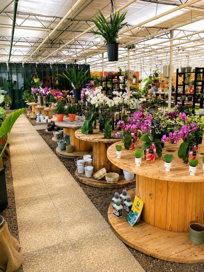 Vue intérieure d'une serre lumineuse avec tables en bois, orchidées colorées et plantes décoratives exposées