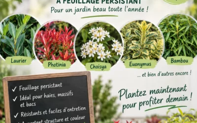 Arrivage de plantes d’extérieur mi-novembre 🌿