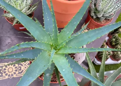 Aloé et plantes succulentes à La Serre de Claire