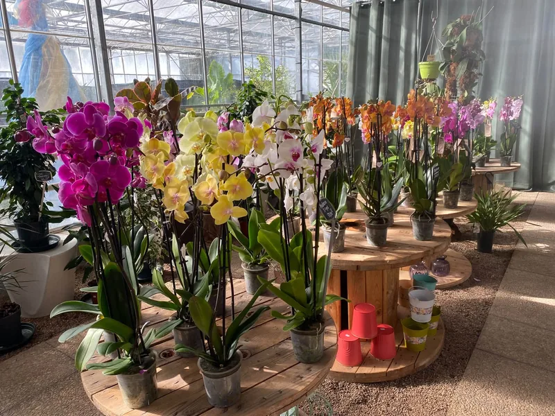 Orchidées fleuries présentées à La Serre de Claire