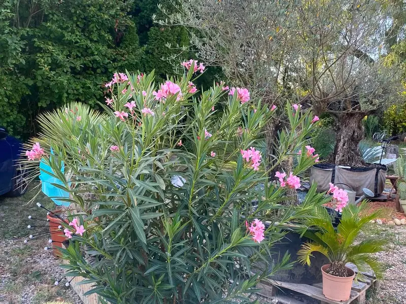 Laurier-rose et olivier parmi les plantes extérieures de La Serre de Claire