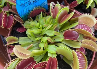 Plantes carnivores présentées à La Serre de Claire