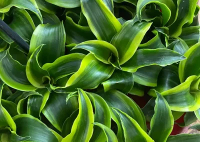 Plantes vertes présentées à La Serre de Claire