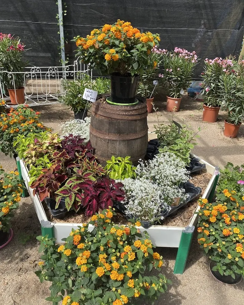 Plantes fleuries et végétaux d’extérieur présentés à La Serre de Claire à Pocé-sur-Cisse