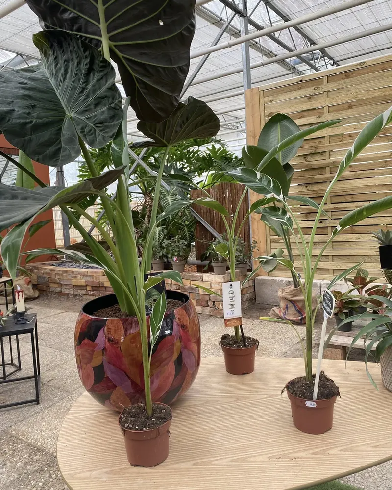 Grandes plantes vertes présentées dans la serre de La Serre de Claire à Pocé-sur-Cisse